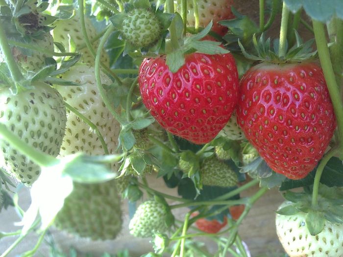 Strawberry Plant