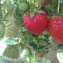 Strawberry Plant Image 5