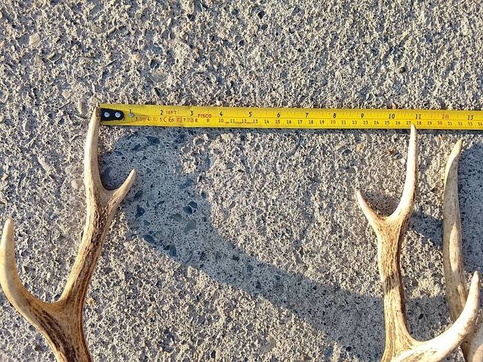sika antlers