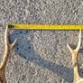 sika antlers Image 3