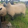 mule hoggets Image 8