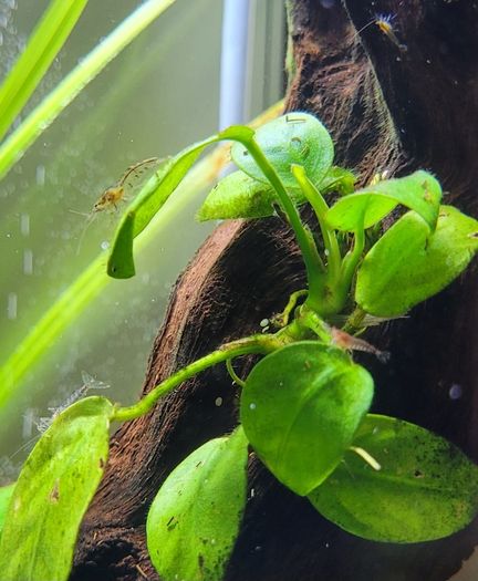 shrimp