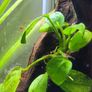 shrimp Image 9