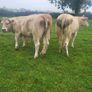 Organic  Cattle  Heifers Image 2