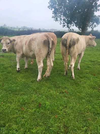 Organic  Cattle  Heifers