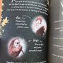 Witches Of Once, Book 3 , Never and Forever by Cressida Cowell Image 2