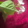 Selection 5 - 2 x White Rose Garlands Garland  Fake Artificial Flowers   with 17 flowers on each , approx 2.5m long each Wedding Arch Image 8