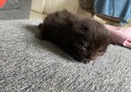 kitten