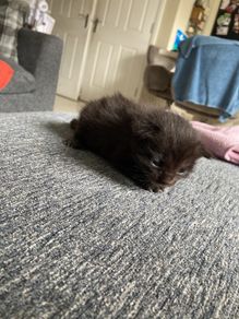 kitten