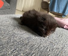 kitten