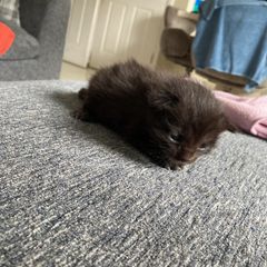 kitten