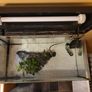 Aquarium with pump and plants Image 3