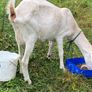 milking Image 2