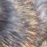 Usa Silkie Chicks And Fertile Eggs Image 7