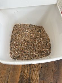 bird seed