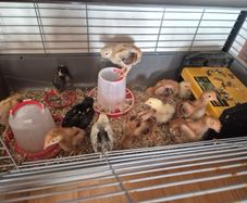 chicks