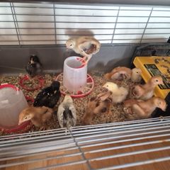chicks
