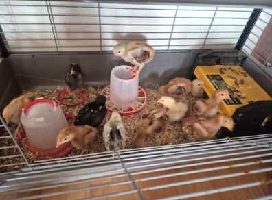 chicks