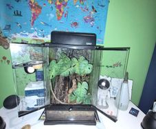 crested geckos and setup