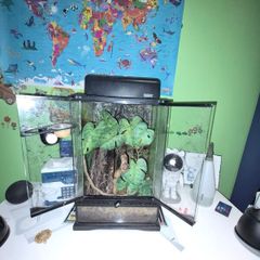 crested geckos and setup