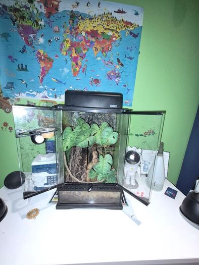 crested geckos and setup
