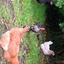 Call duck pair ,Laying hens and pekin bantams Image 9