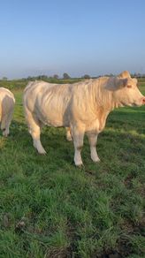 Charolais heifers