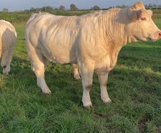 Charolais heifers