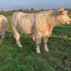 Charolais heifers