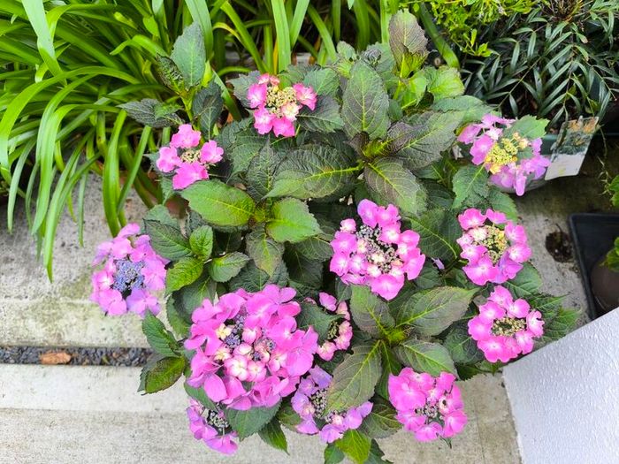 garden plants