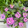 garden plants Image 5