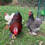 Bantam cockerels Image 4