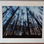 Mounted Original Photography - Wicklow Trees Image 2