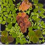 Dwarf Crayfish, Shrimp, Floating plants and Snail Image 5