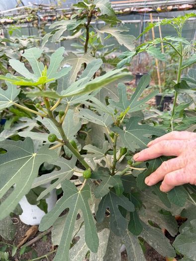 Fig Trees