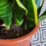 House plant bundle + variegated Monstera Image 8