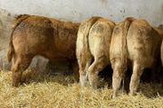 Top End Limousin Calves