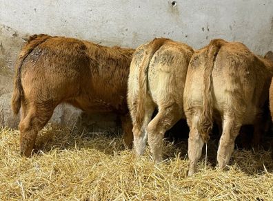 Top End Limousin Calves
