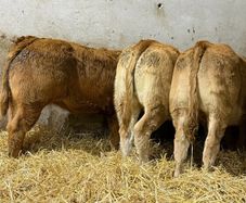 Top End Limousin Calves