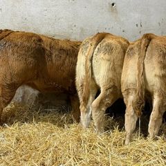 Top End Limousin Calves