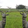 Pair of Standing Stags D7223 Image 2