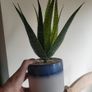 Artificial Plants in Ceramic, Glass, Stone & PVC Pots x8 Image 9