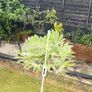 plant Image 5