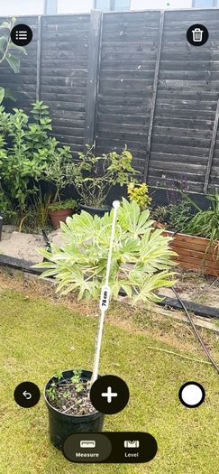plant
