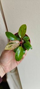 Philodendron Red Congo Dwarf Mint Variegated