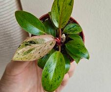 Philodendron Red Congo Dwarf Mint Variegated