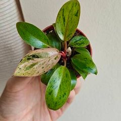 Philodendron Red Congo Dwarf Mint Variegated