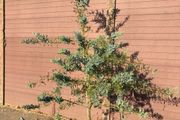 Acacia Baileyana (Cootamundra Wattle / Golden Mimosa)