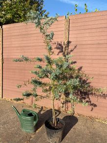 Acacia Baileyana (Cootamundra Wattle / Golden Mimosa)
