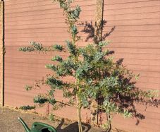 Acacia Baileyana (Cootamundra Wattle / Golden Mimosa)